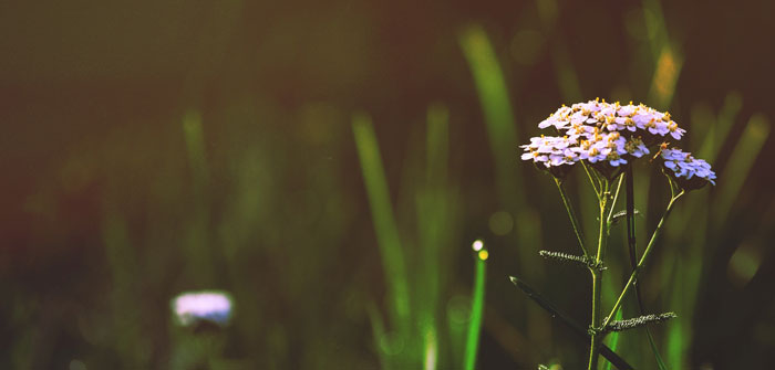 Florida Wildflowers