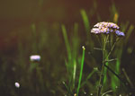 Wild Flower Walk